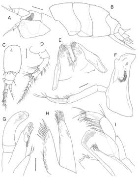 Image of Socarnes Boeck 1871