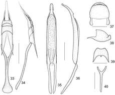 Image of <i>Harpapion vietnamense</i> Korotyaev 1987