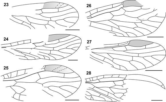 Image of Raphisialis