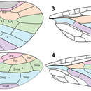 Image of <i>Nanosialis ponomarenkoi</i> Shcherbakov 2013