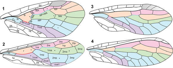 Image of Nanosialis