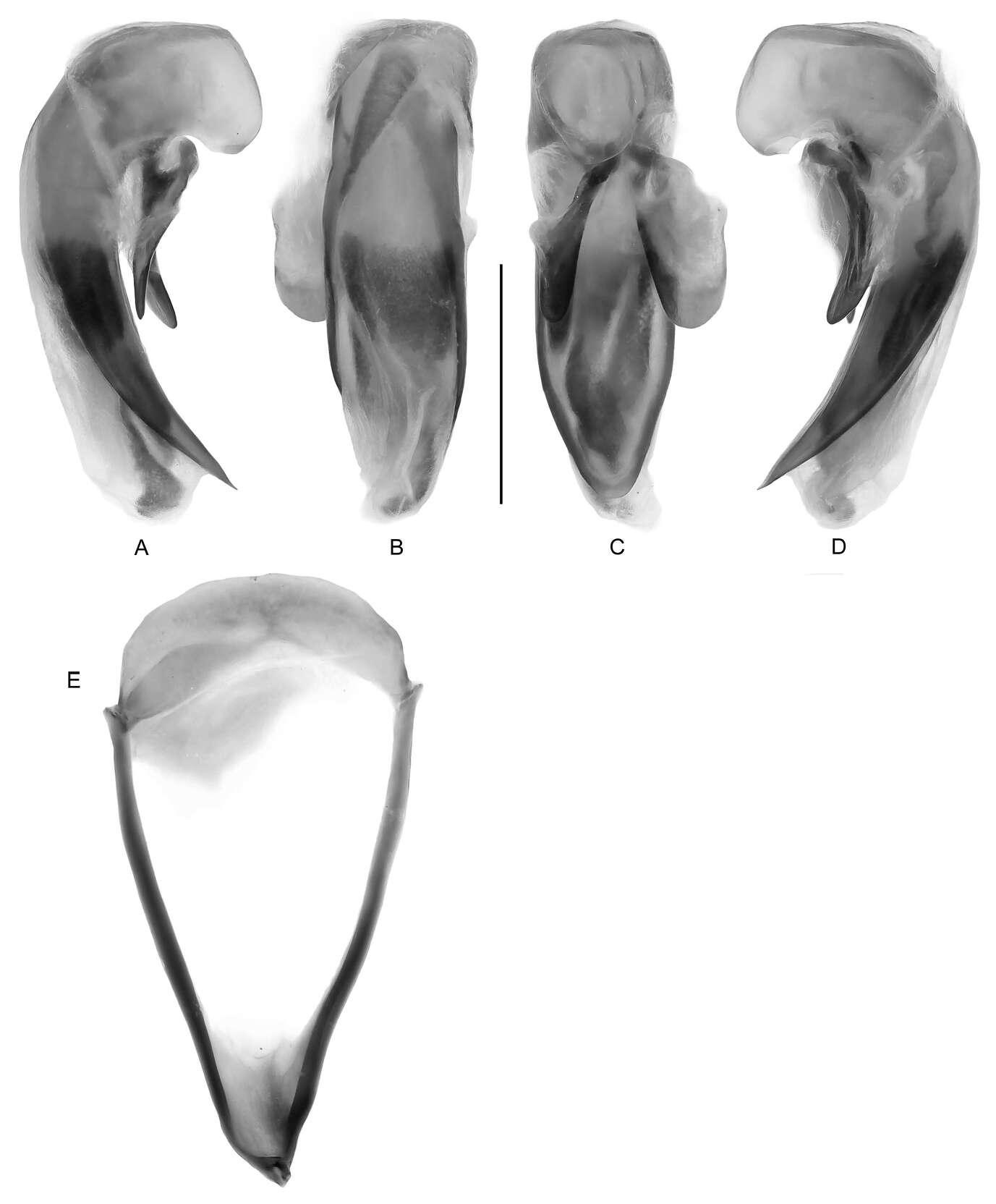 Image of Guyanemorpha