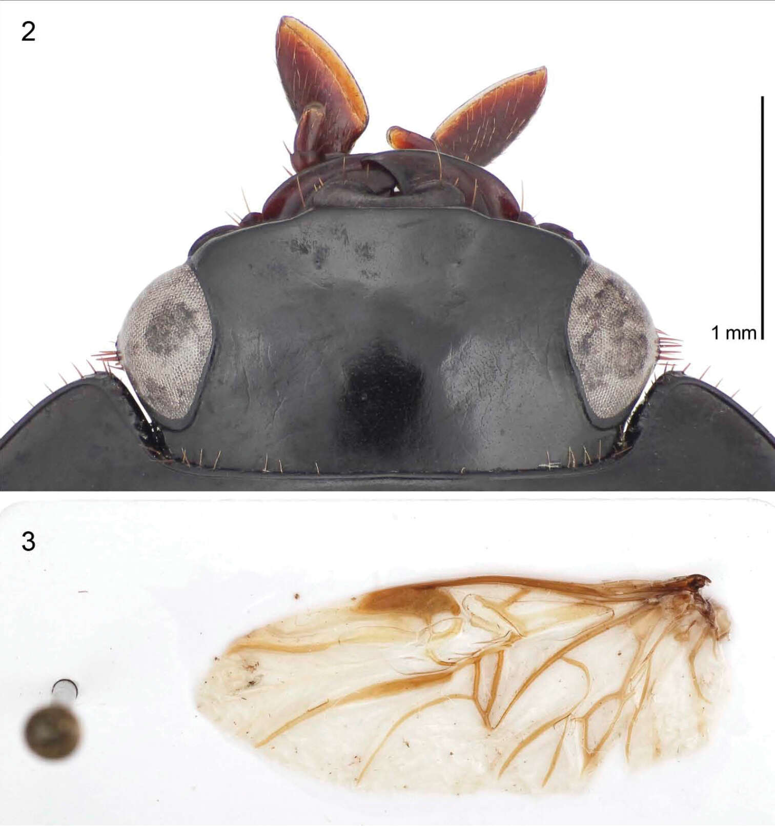 Image of Guyanemorpha spectabilis Erwin 2013