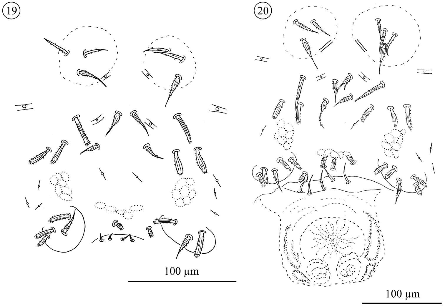 Image of Opilioacaridae