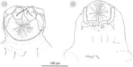 Image of Opilioacaridae
