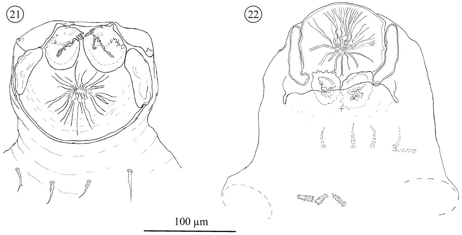 Image of Opilioacaridae