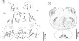 Image of Opilioacaridae
