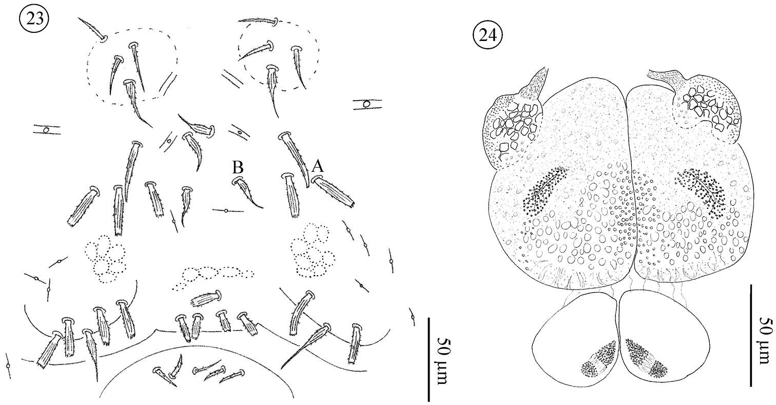 Image of Opilioacaridae