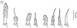 Image of Opilioacaridae