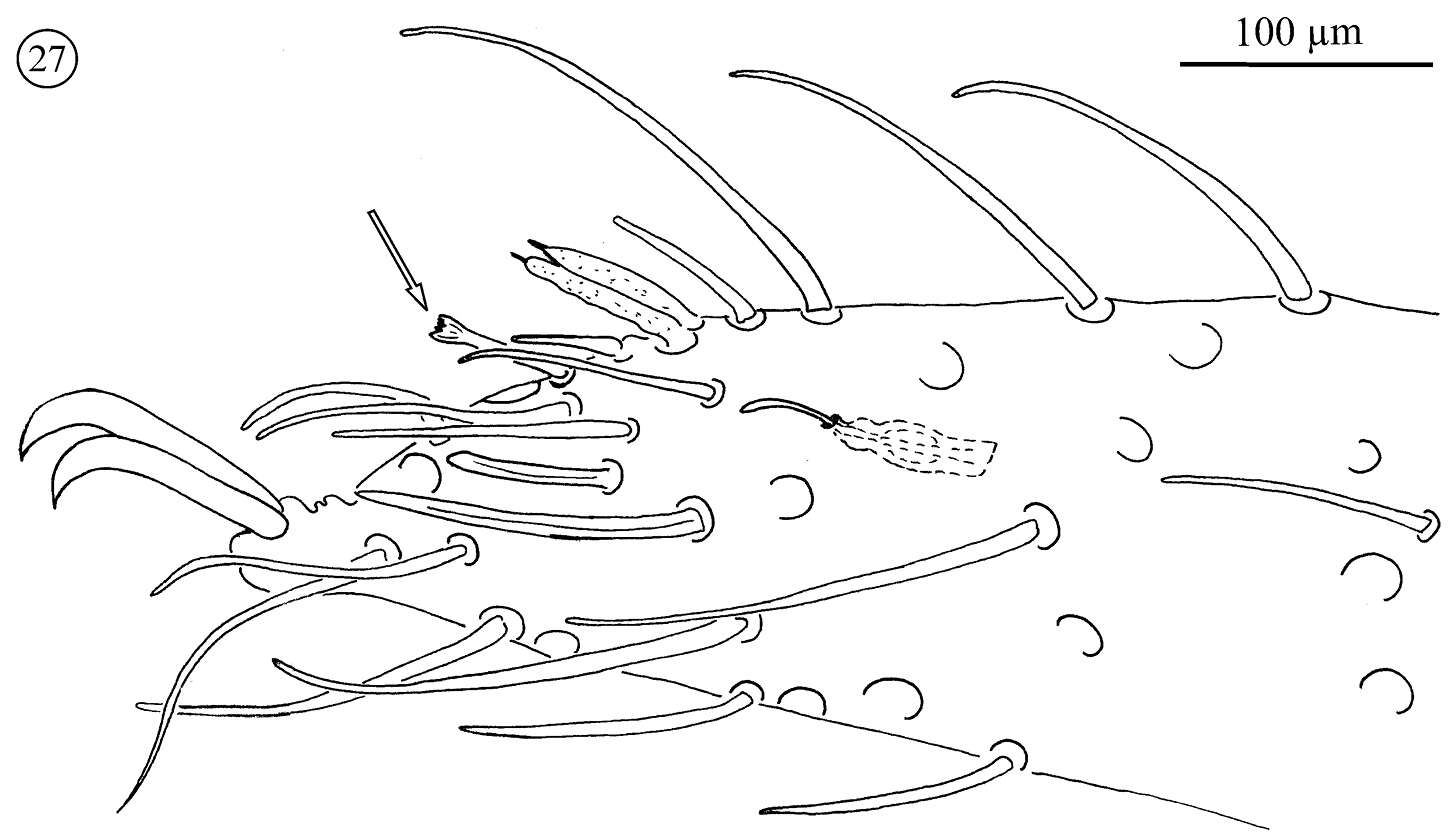 Image of Opilioacaridae