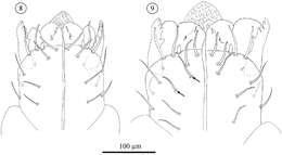 Image of Opilioacaridae