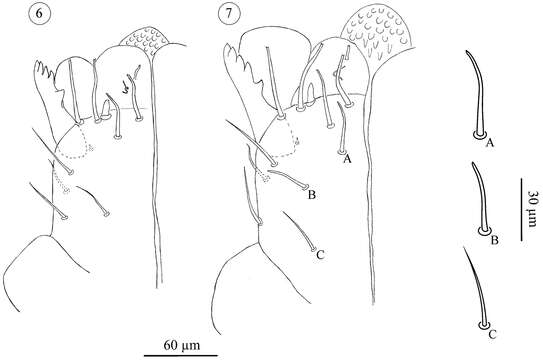 Image of Opilioacaridae