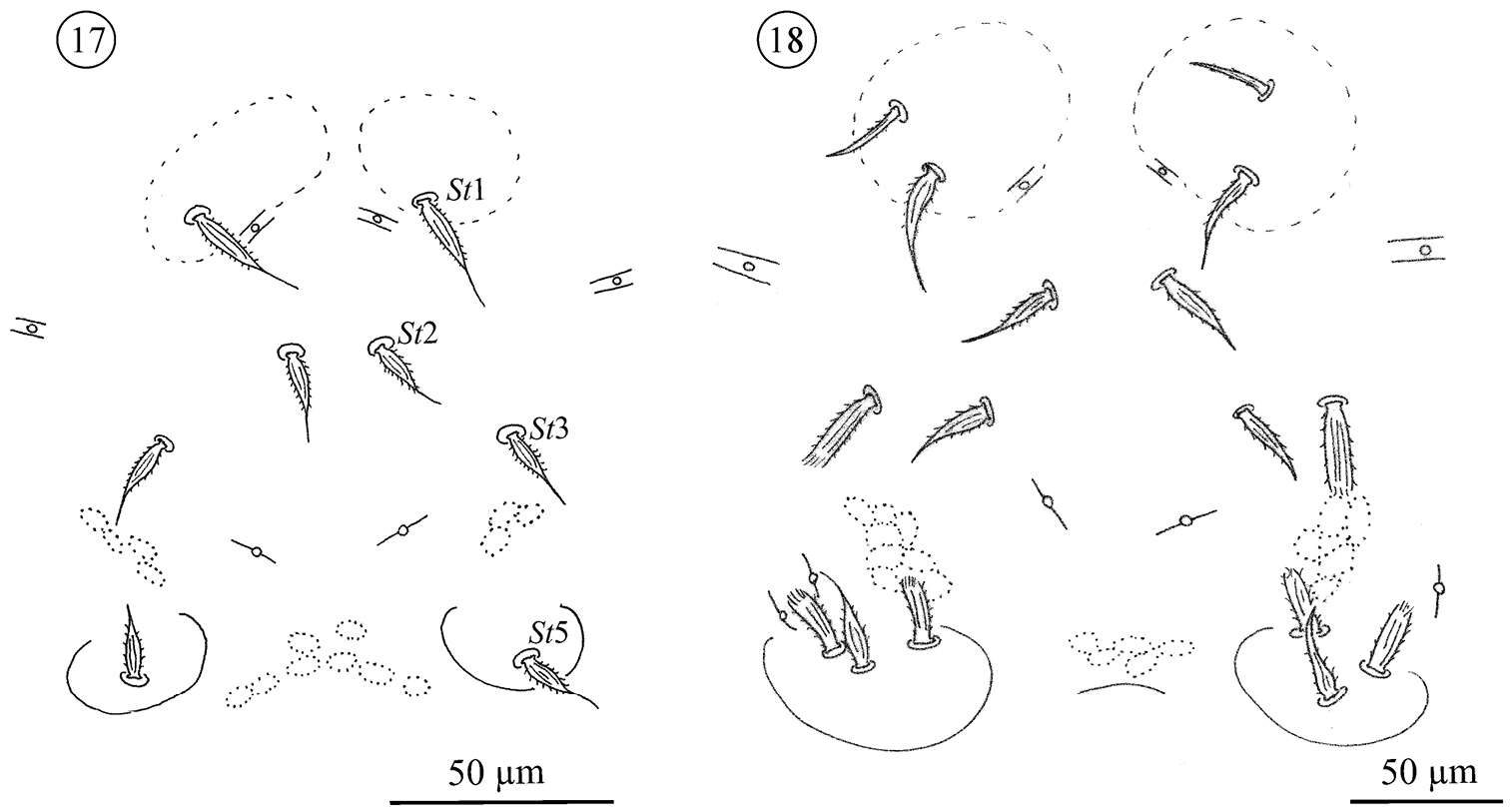 Image of Opilioacaridae