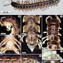 Image of Tetracentrosternus theelorsuensis Likhitrakarn, Golovatch & Panha 2013