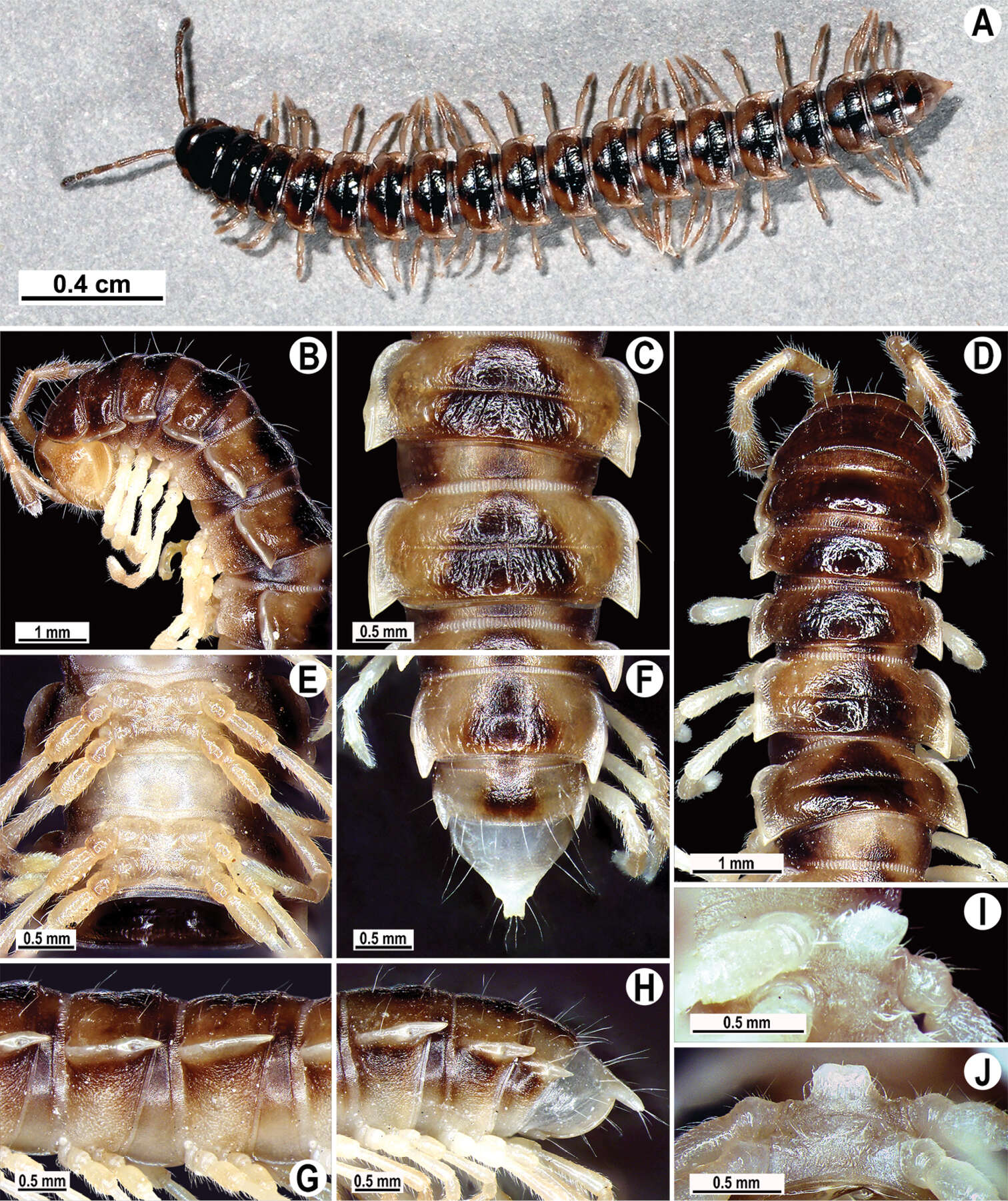 Image of Tetracentrosternus theelorsuensis Likhitrakarn, Golovatch & Panha 2013