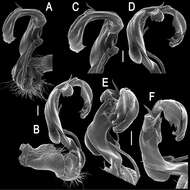 Image of Tetracentrosternus theelorsuensis Likhitrakarn, Golovatch & Panha 2013