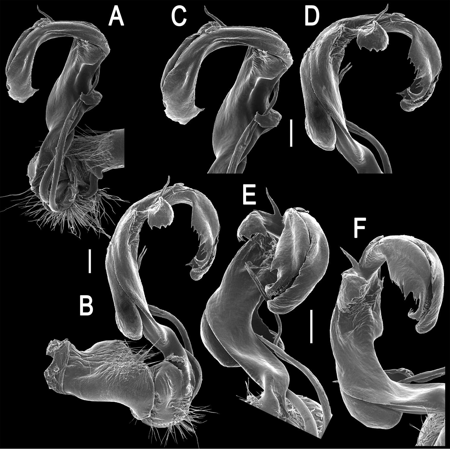 Image of Tetracentrosternus theelorsuensis Likhitrakarn, Golovatch & Panha 2013