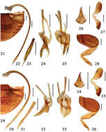 صورة Microserangium Miyatake 1961