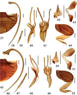 Слика од Microserangium Miyatake 1961