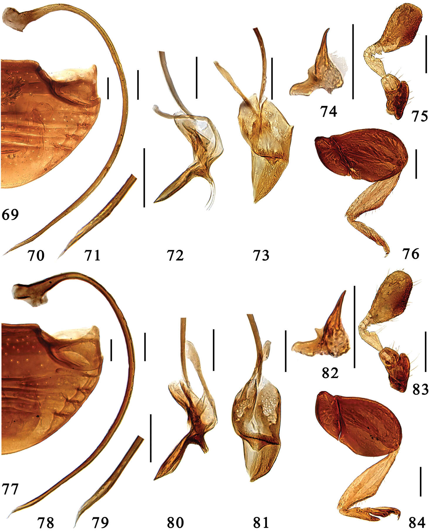 صورة Microserangium Miyatake 1961