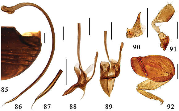 Image of Microserangium Miyatake 1961