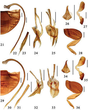 صورة <i>Microserangium fuscum</i> Miyatake 1961