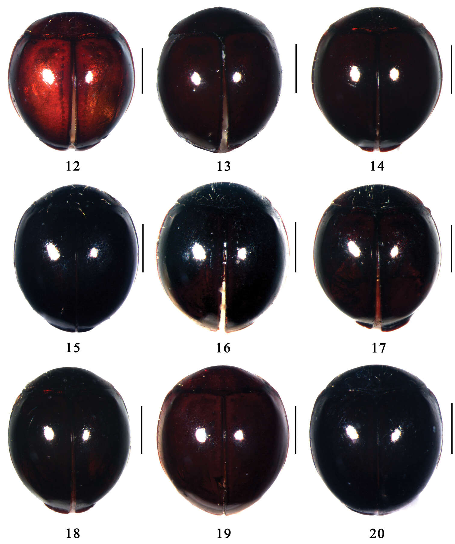 Sivun <i>Microserangium shennongensis</i> Miyatake 1961 kuva