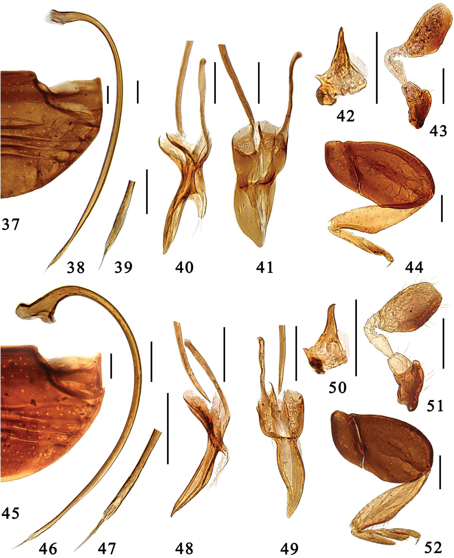 Sivun <i>Microserangium shennongensis</i> Miyatake 1961 kuva