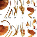 Sivun <i>Microserangium semilunatum</i> Miyatake 1961 kuva