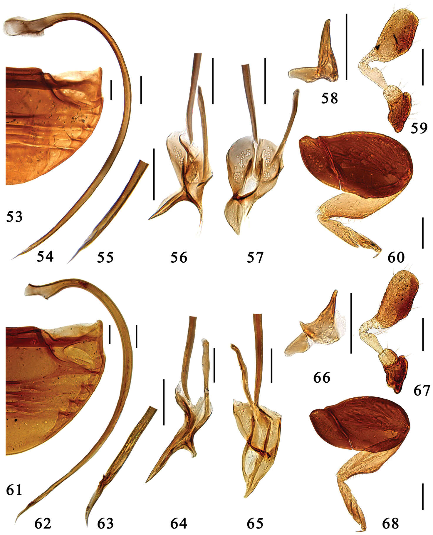 Sivun <i>Microserangium hainanensis</i> Miyatake 1961 kuva