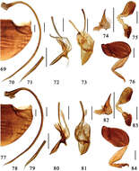 Sivun Microserangium okinawense Miyatake 1961 kuva