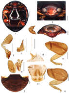 صورة <i>Microserangium dactylicum</i> Miyatake 1961