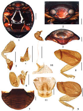 Image of <i>Microserangium dactylicum</i> Miyatake 1961