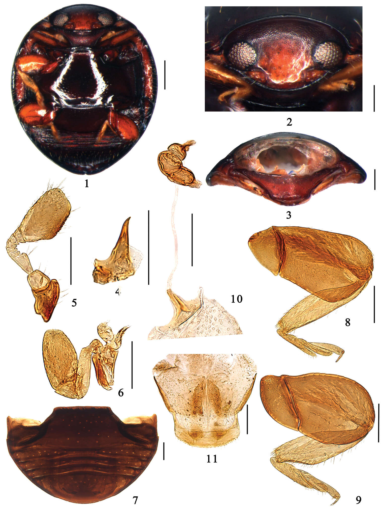 صورة <i>Microserangium dactylicum</i> Miyatake 1961