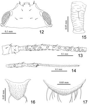 Image of Nigritergaphis