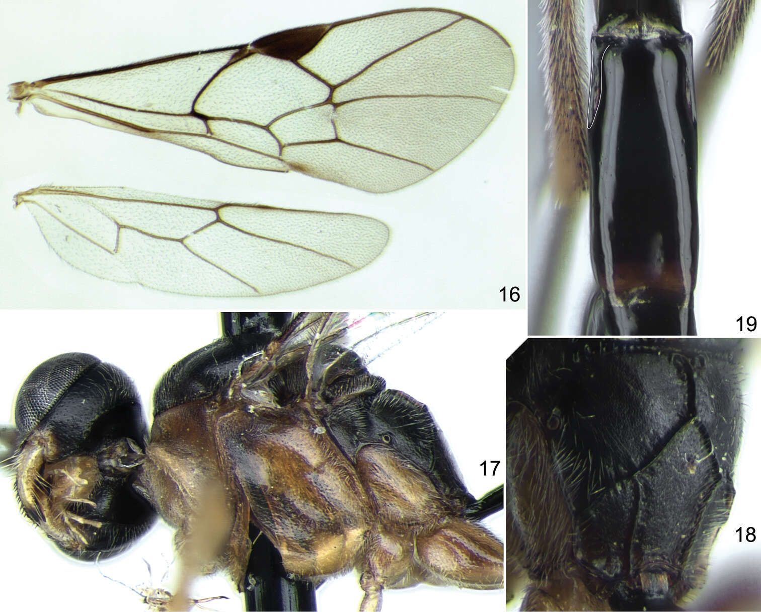 Image of Stethantyx mexicana Khalaim & Ruíz-Cancino