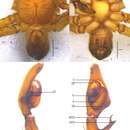 Image of Pseudopoda acuminata Zhang, Zhang & Zhang 2013