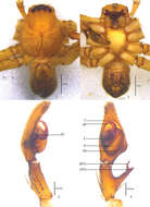 Image of Pseudopoda