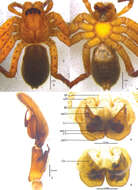Image of Pseudopoda