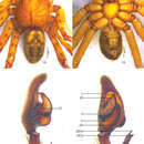 Image of Pseudopoda emei Zhang, Zhang & Zhang 2013