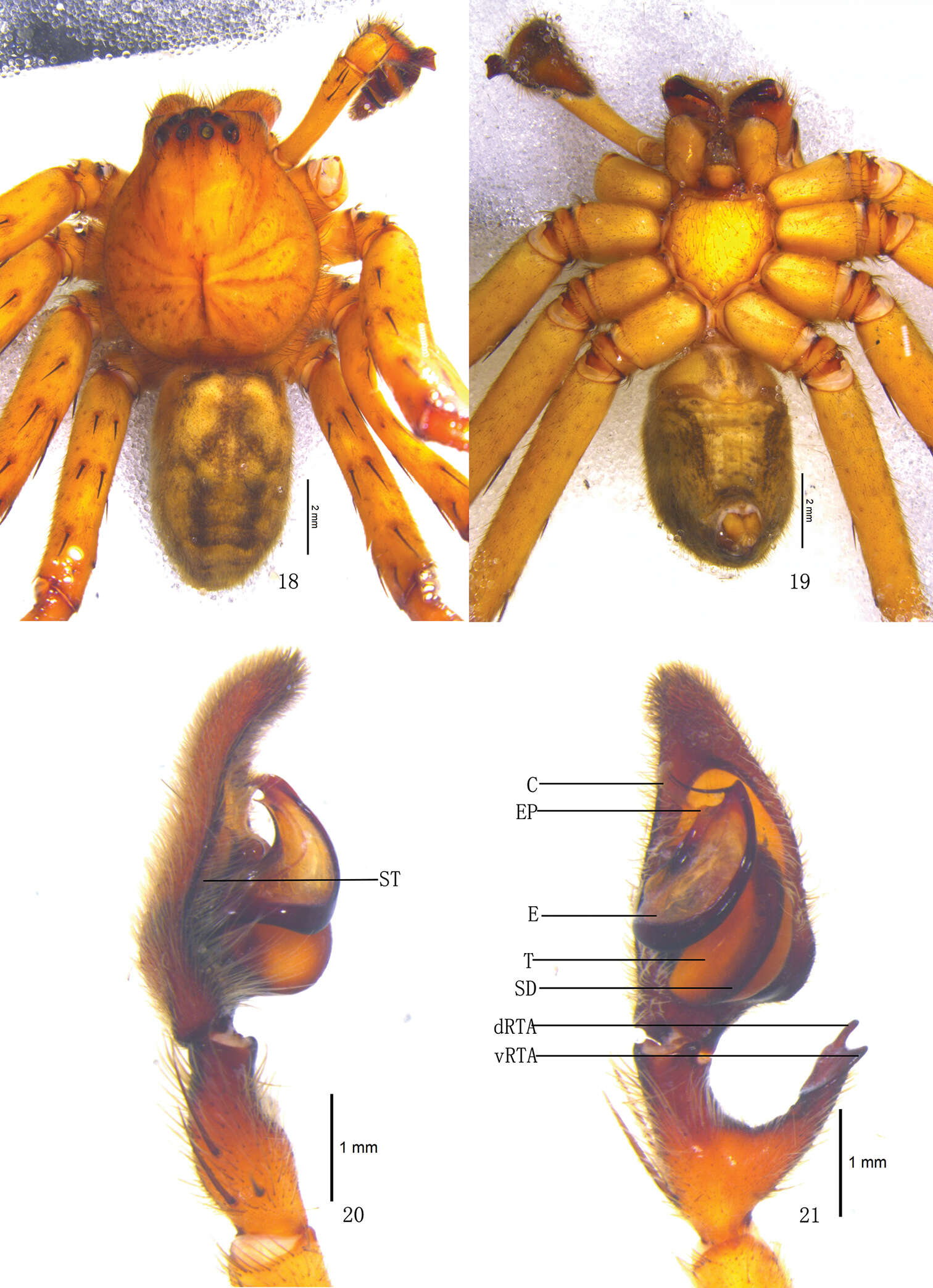 Image of Pseudopoda emei Zhang, Zhang & Zhang 2013