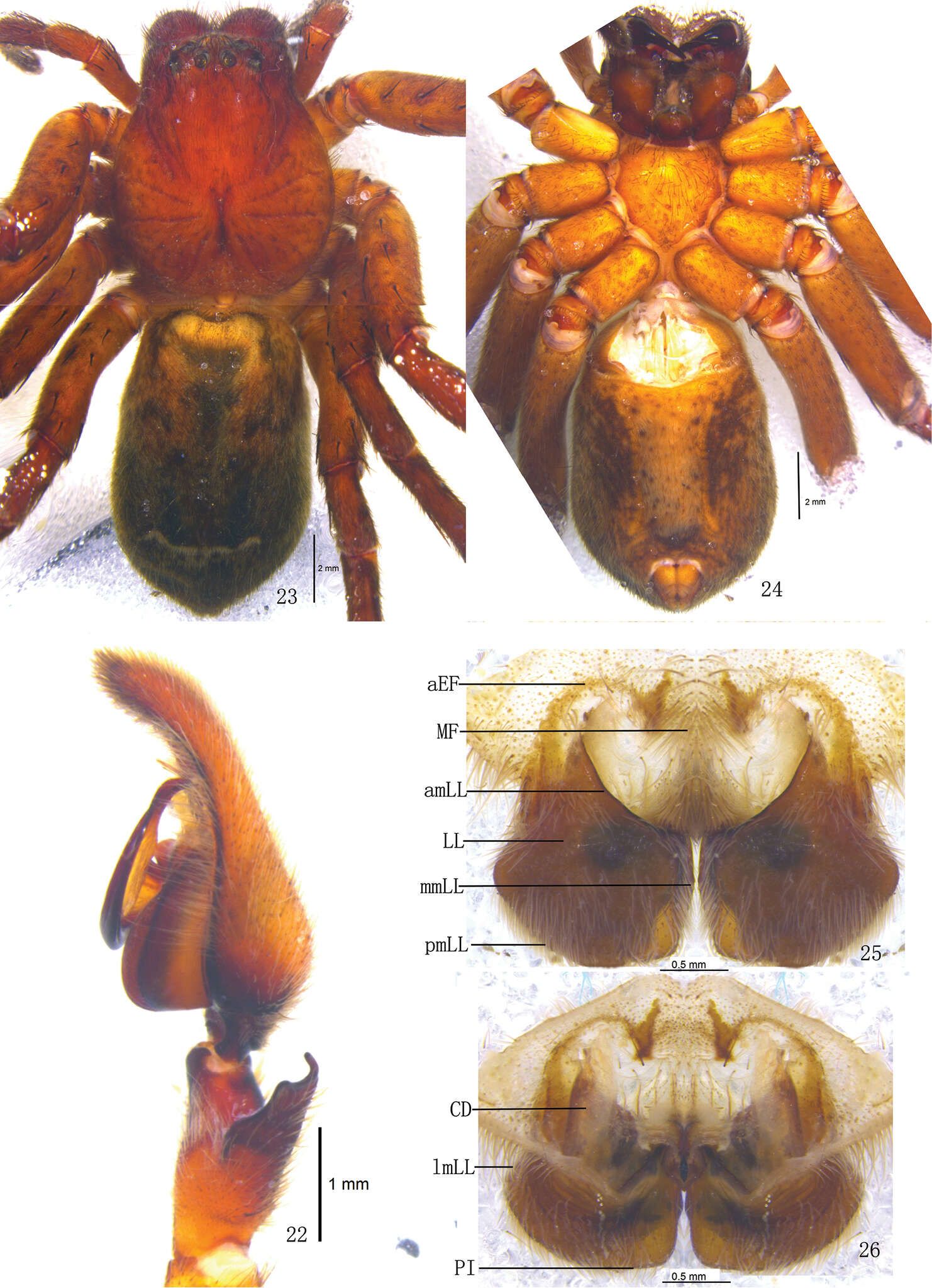 Image of Pseudopoda emei Zhang, Zhang & Zhang 2013