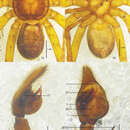 Image of Pseudopoda lacrimosa Zhang, Zhang & Zhang 2013