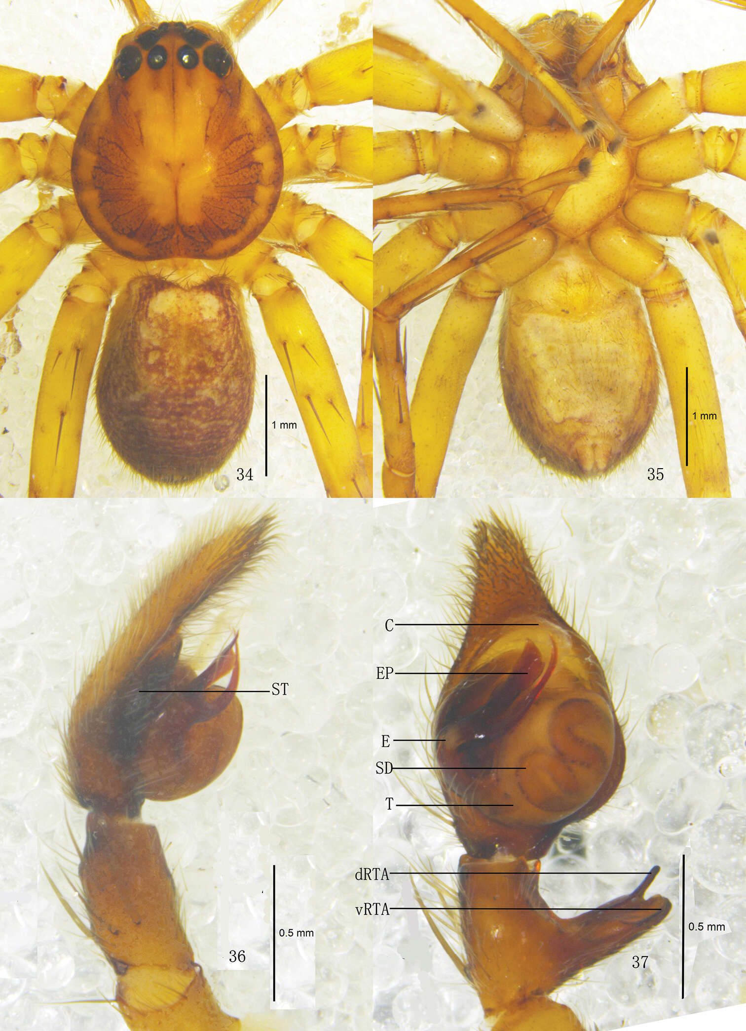 Image of Pseudopoda lacrimosa Zhang, Zhang & Zhang 2013