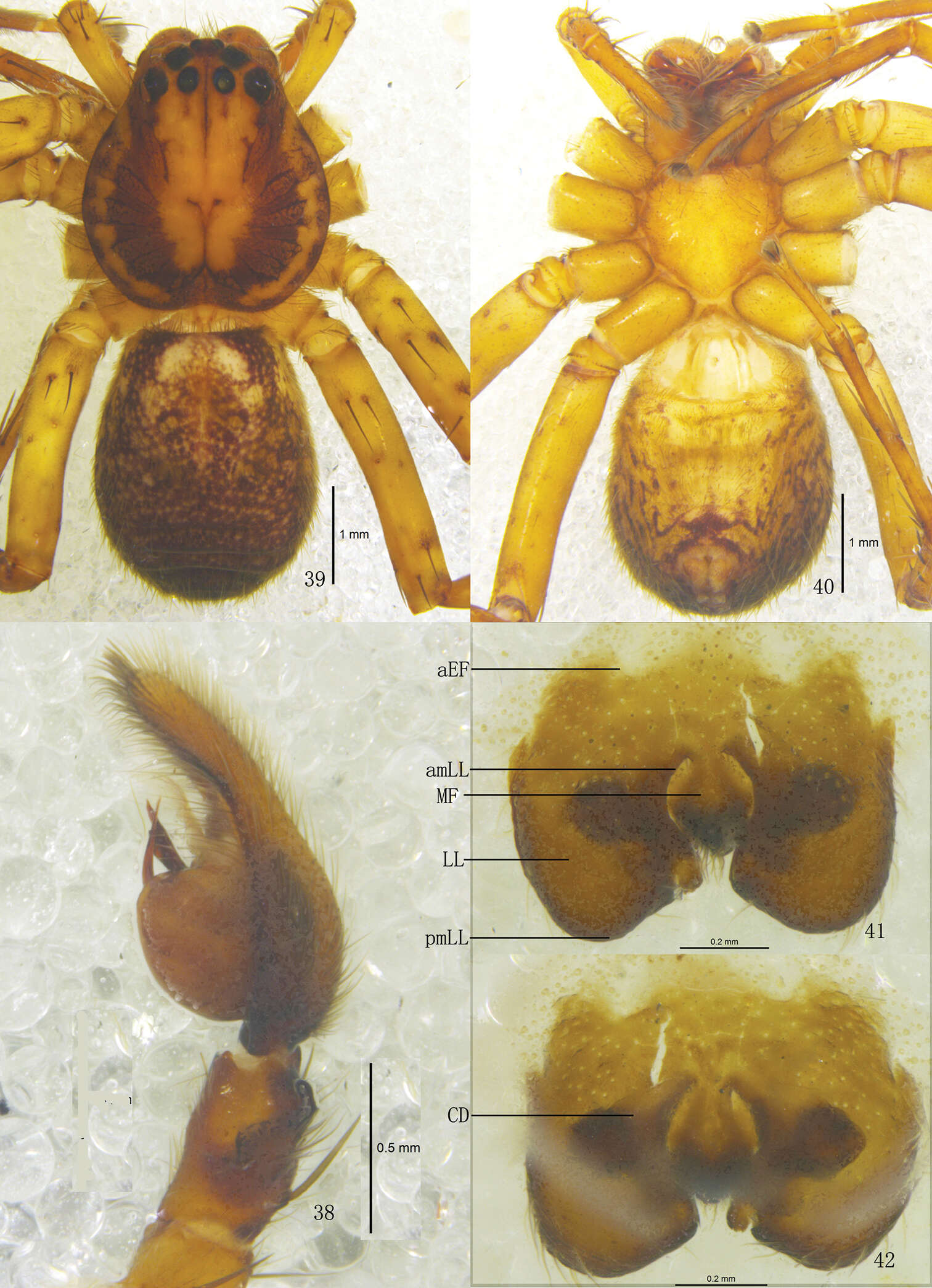 Image of Pseudopoda lacrimosa Zhang, Zhang & Zhang 2013