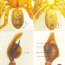 Image of Pseudopoda robusta Zhang, Zhang & Zhang 2013