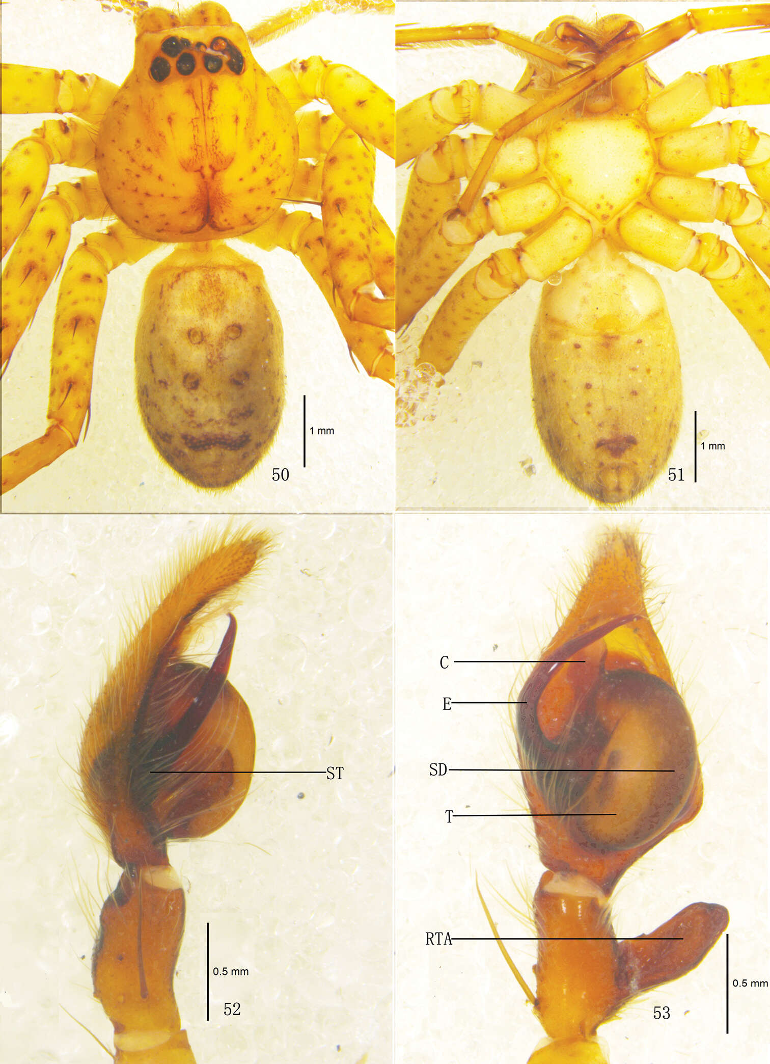 Image of Pseudopoda robusta Zhang, Zhang & Zhang 2013