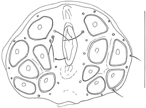 Image of <i>Hygrobates diversiporus</i> Sokolow 1927