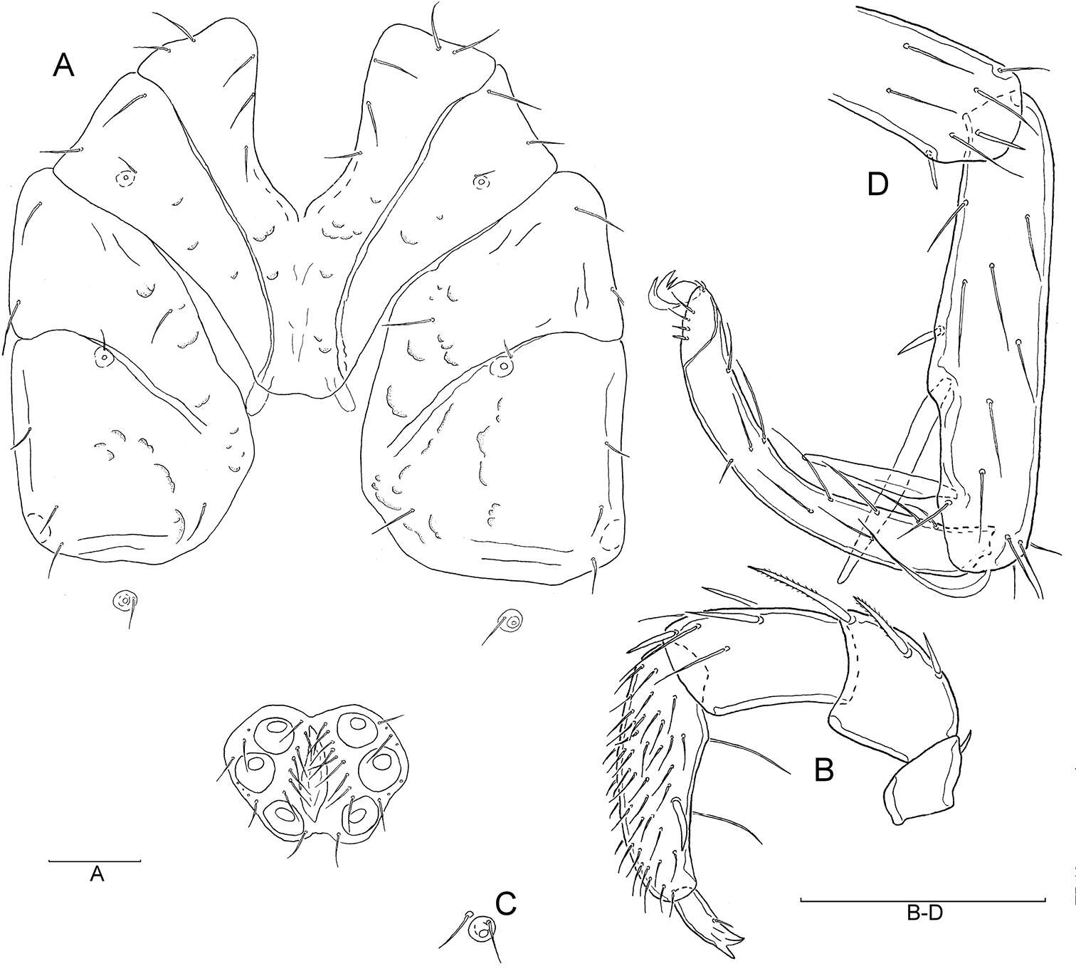 Image of mitelike mites