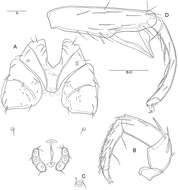 Image of mitelike mites